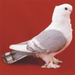 MEWKA ORIENTALNA3